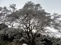 根尾谷淡墨桜の写真_187575