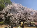 新宿御苑の写真_187582