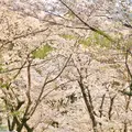 安倍文殊院の写真_187685