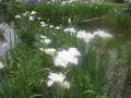 城北公園の写真_187720