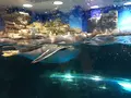 下関市立しものせき水族館・海響館の写真_187753