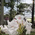 高麗神社の写真_188089