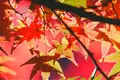 成田山公園の写真_188704