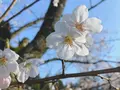 成田山公園の写真_188711