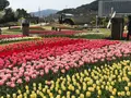 国営明石海峡公園の写真_188839