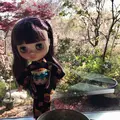 原谷苑の写真_189387
