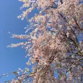 原谷苑の写真_189463