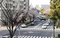 桜道（バス）の写真_189564