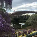 あしかがフラワーパークの写真_189732