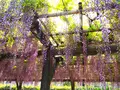 亀戸天神社の写真_190267