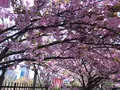 造幣局 桜の通り抜けの写真_190951