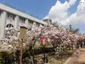 造幣局 桜の通り抜けの写真_190952
