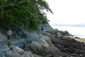 竹島の写真_191161