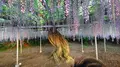 あしかがフラワーパークの写真_191386