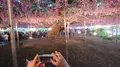 あしかがフラワーパークの写真_191389