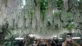 あしかがフラワーパークの写真_191391