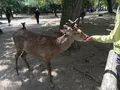 奈良公園の写真_191551
