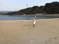郡家港海浜公園の写真_192065