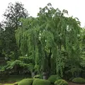 川越大師 喜多院の写真_192162
