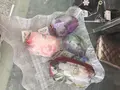 あとり絵の写真_192202
