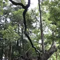 草薙神社の写真_192256