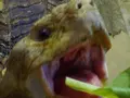 越前松島水族館の写真_19227