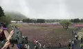 富士芝桜まつりの写真_192341