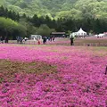 富士芝桜まつりの写真_192342