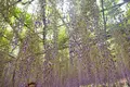 あしかがフラワーパークの写真_192373