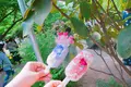 あしかがフラワーパークの写真_192374