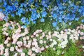 あしかがフラワーパークの写真_192375