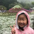 富士芝桜まつりの写真_192396