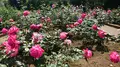 智光山公園の写真_192839