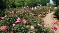 智光山公園の写真_192845