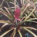 Dole Plantationの写真_193591