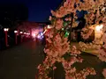 平野神社の写真_194341