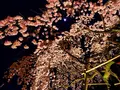 平野神社の写真_194344