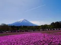富士芝桜まつり事務局の写真_194433