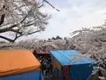 函館公園の写真_194546