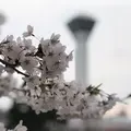五稜郭公園の写真_194549