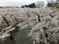 五稜郭公園の写真_194552
