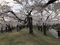 五稜郭公園の写真_194553