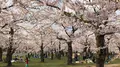 五稜郭公園の写真_194554