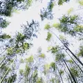 嵯峨嵐山駅の写真_194589