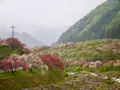 月川の写真_194743