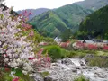 月川の写真_194745