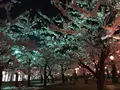 五稜郭公園の写真_194852