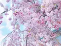 嵐山公園の写真_195140