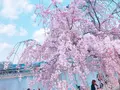 嵐山公園の写真_195141
