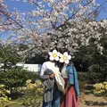 鶴岡八幡宮の写真_195687